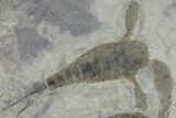 Double Eurypterus (Sea Scorpion) Plate - New York #173032-2